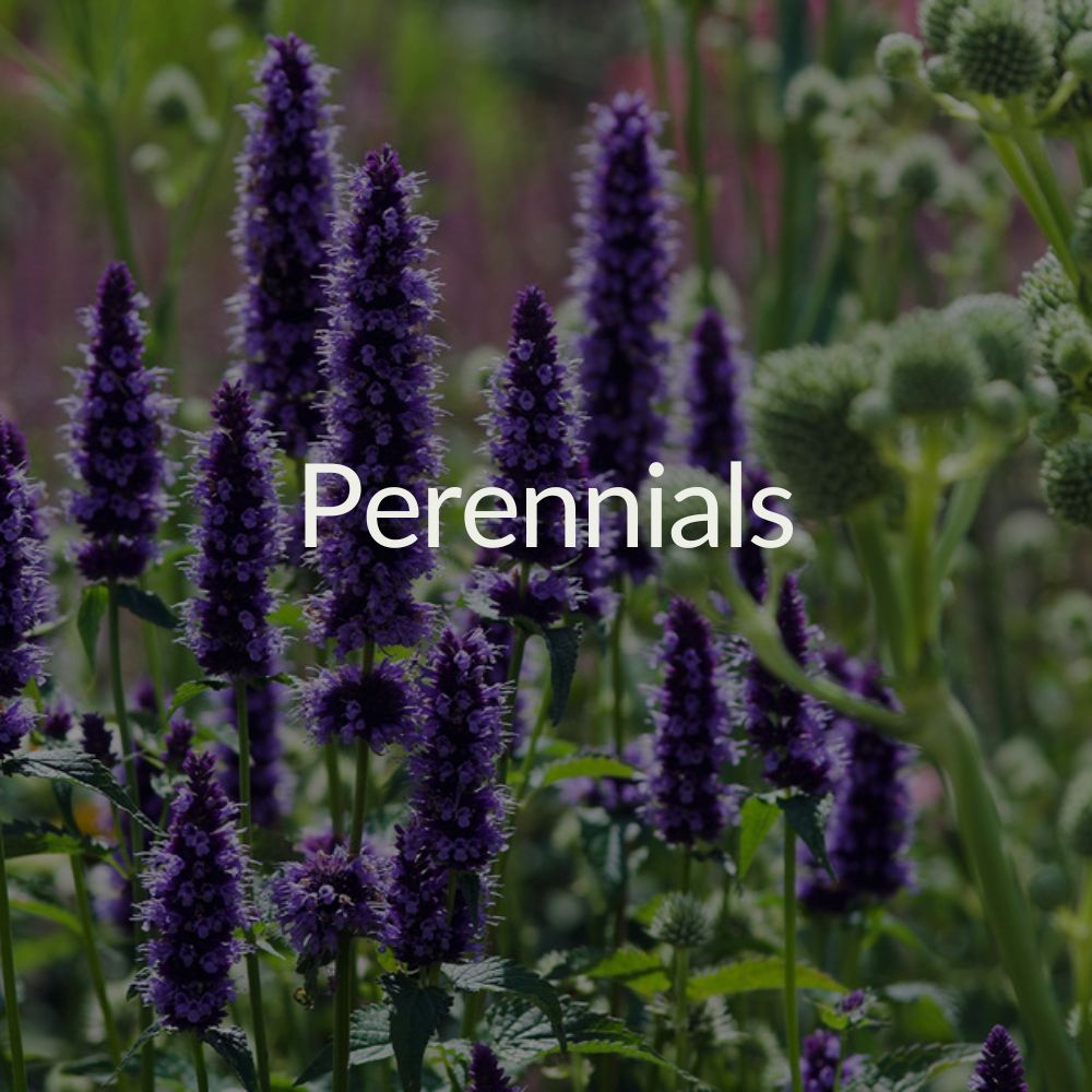 Perennials