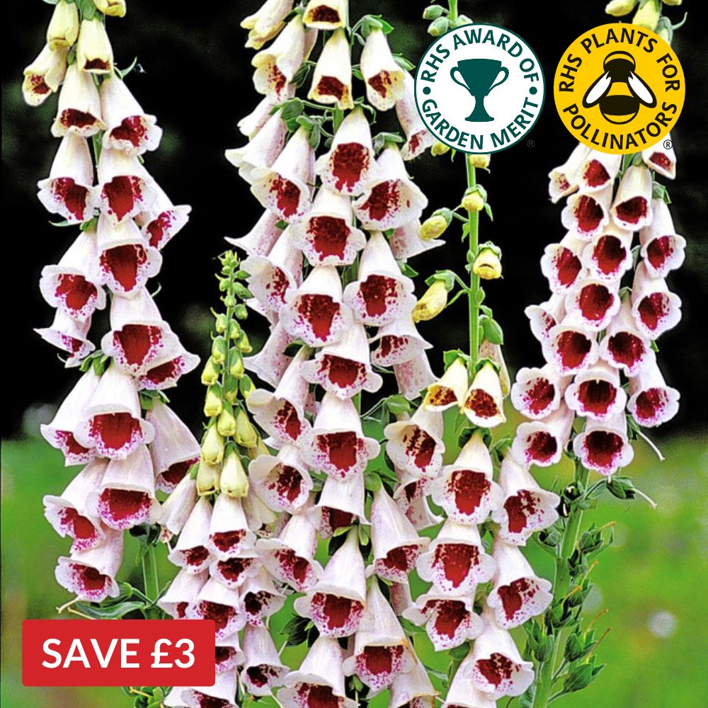 Digitalis Pam's Choice