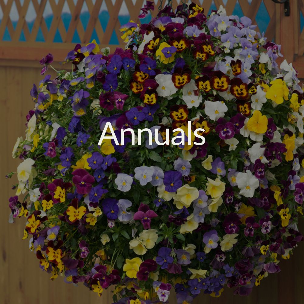 Annuals