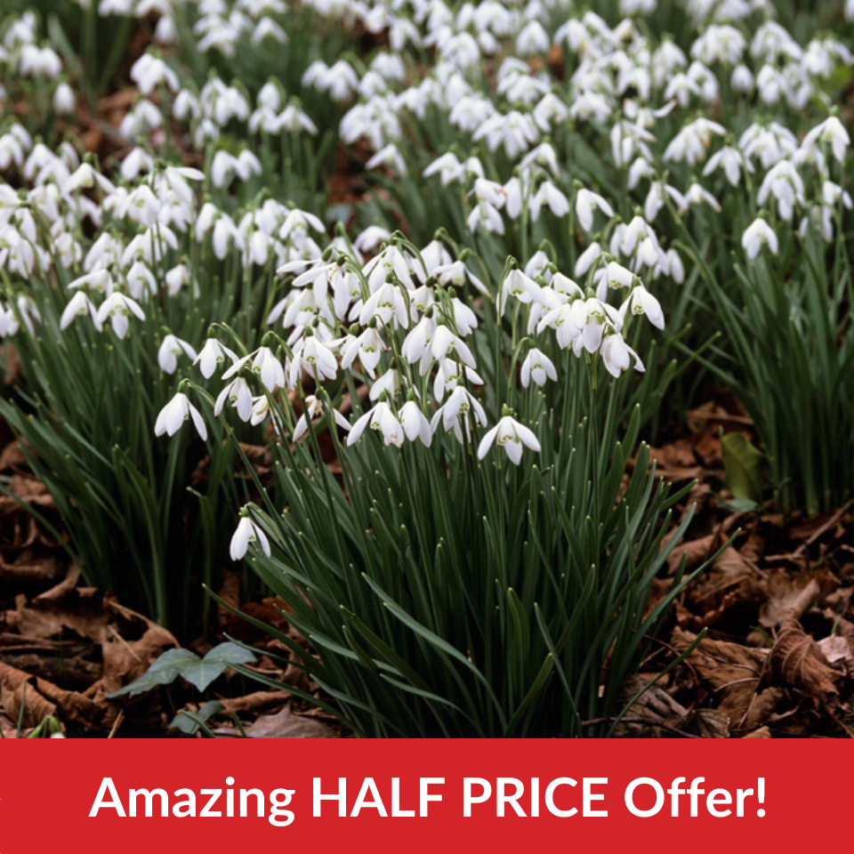 Single Snowdrops In the Green  (Bulbs In The Green)