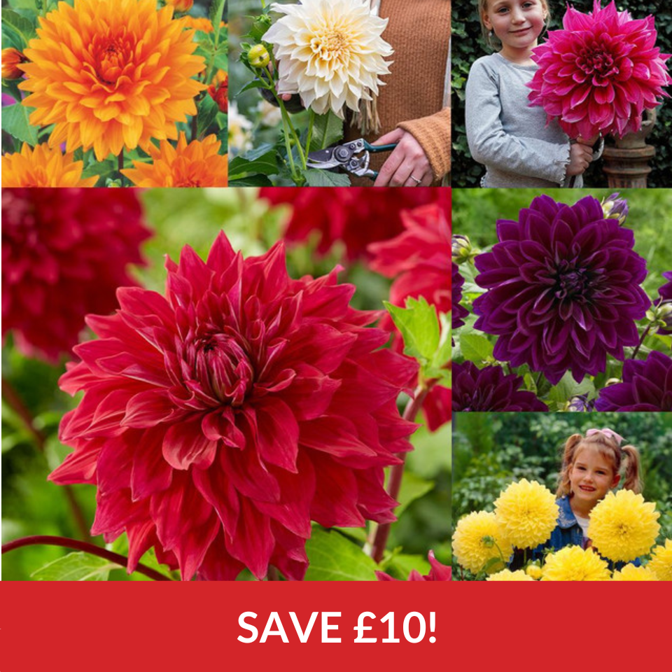 Dahlia Dinner Plate Collection A  (Top-Grade Tubers)