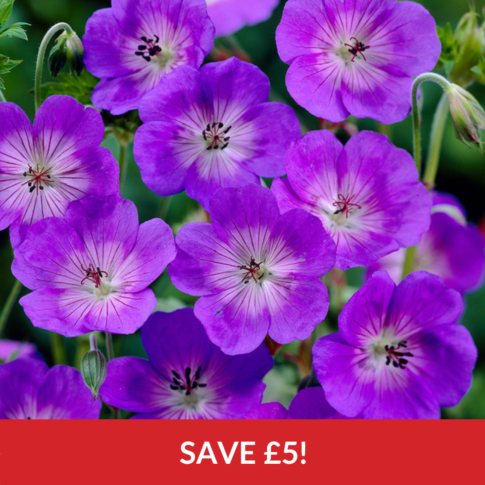 Geranium Rozanne  (9cm Pot)