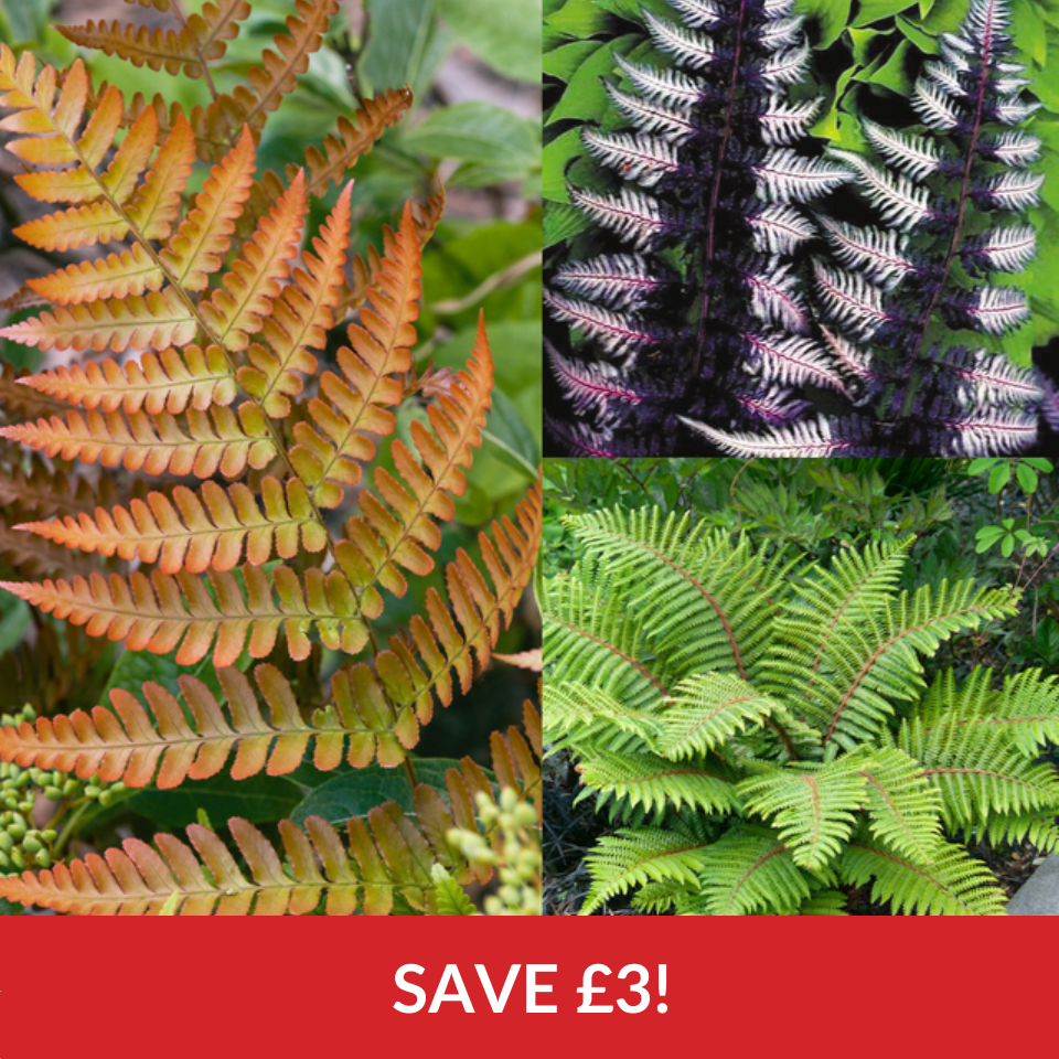 Bestsellers Fern Collection  (9cm Pots)