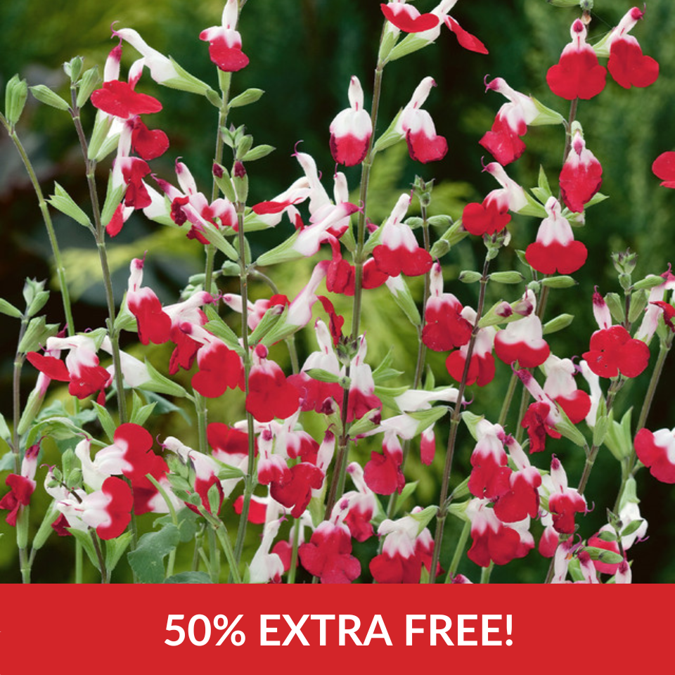 Salvia Hot Lips  (9cm Pots)