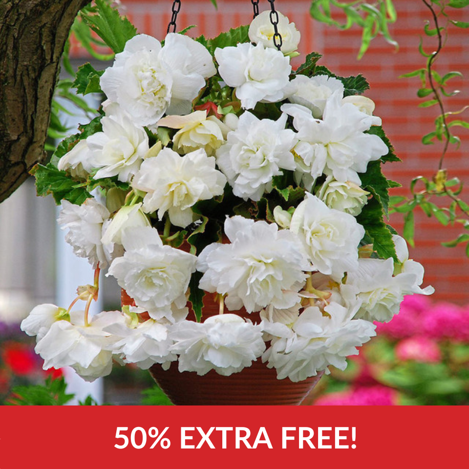 Begonia Giant Cascading White (3/4cm Tubers)