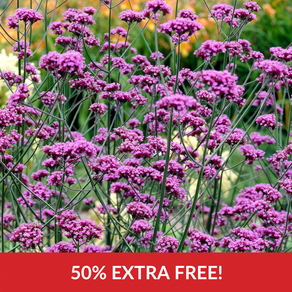 Verbena bonariensis  (5cm Modules)