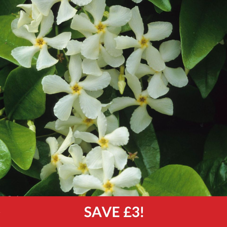 Trachelospermum Jasminoides  (9cm Pots)