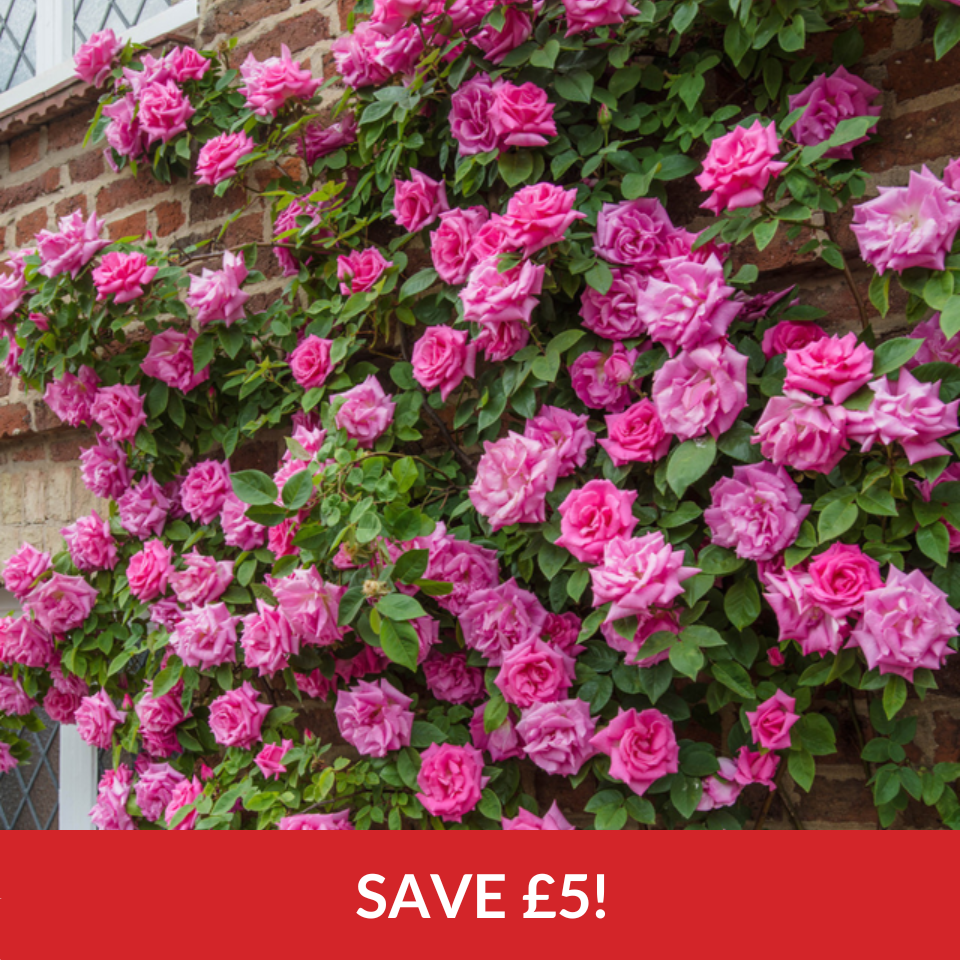 Rose Climbing Zephirine Drouhin  (Bare-Rooted Plants)