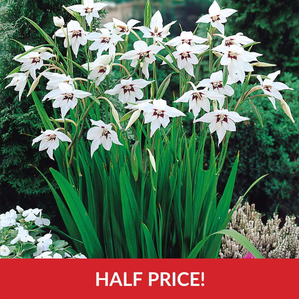 Acidanthera Gladiolus Murielae  (6-8cm Corms)