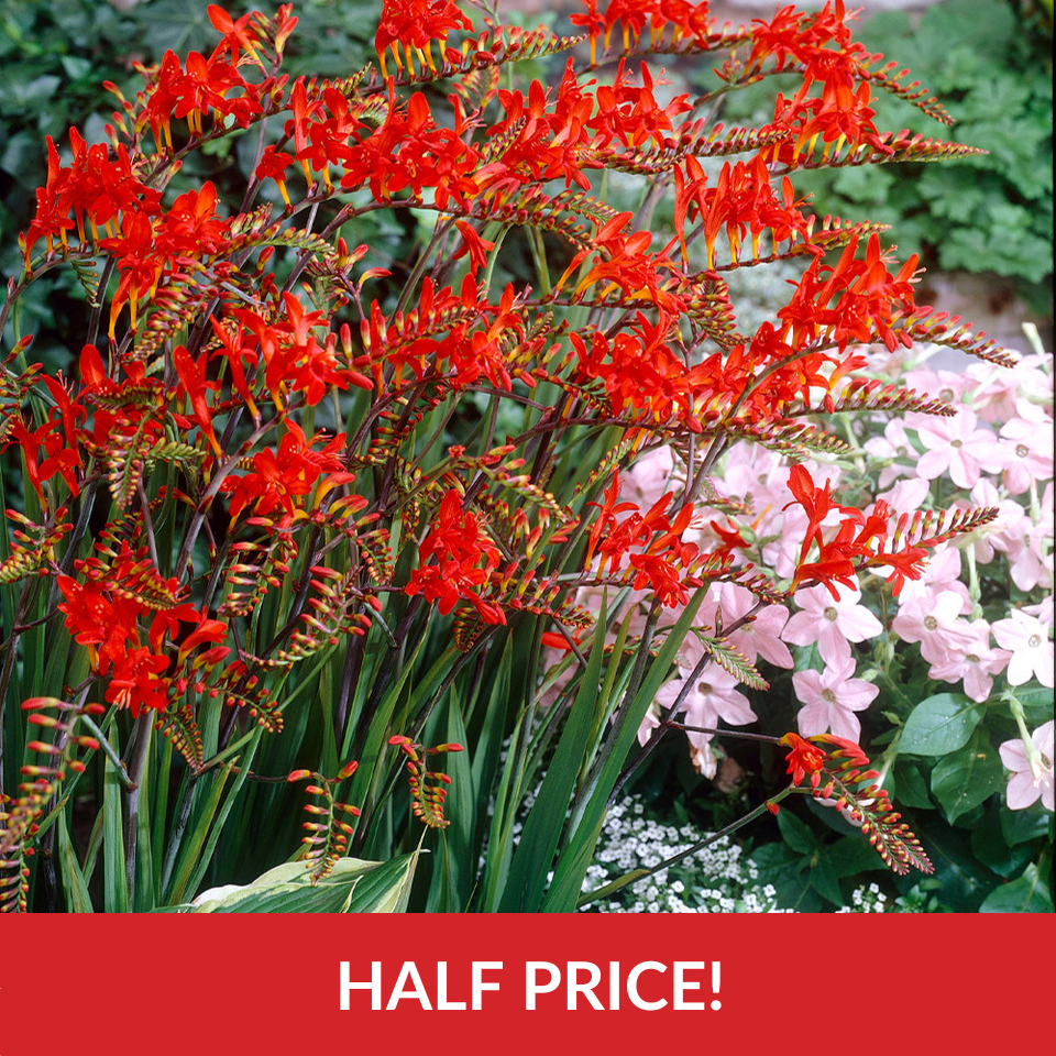 Crocosmia Lucifer  (8-10cm Bulbs)