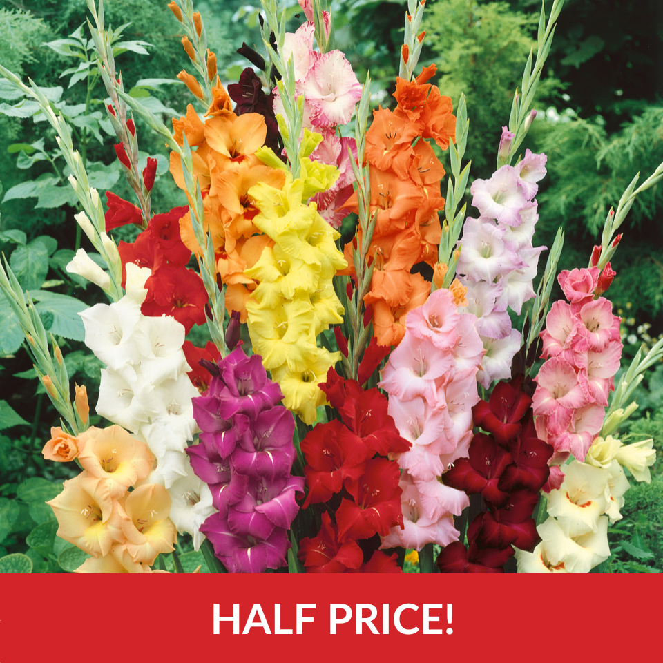 Gladiolus Giant Flowered Exhibition Size Mix (12-14cm Corms)