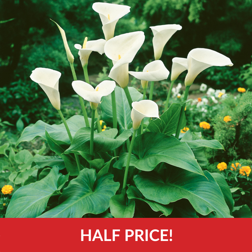 Zantedeschia aethiopica  (12-14cm Bulbs)