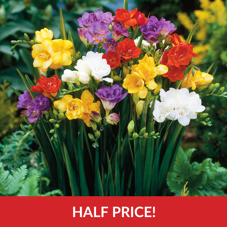 Freesia Single/Double Mixed  (7cm+ Corms)