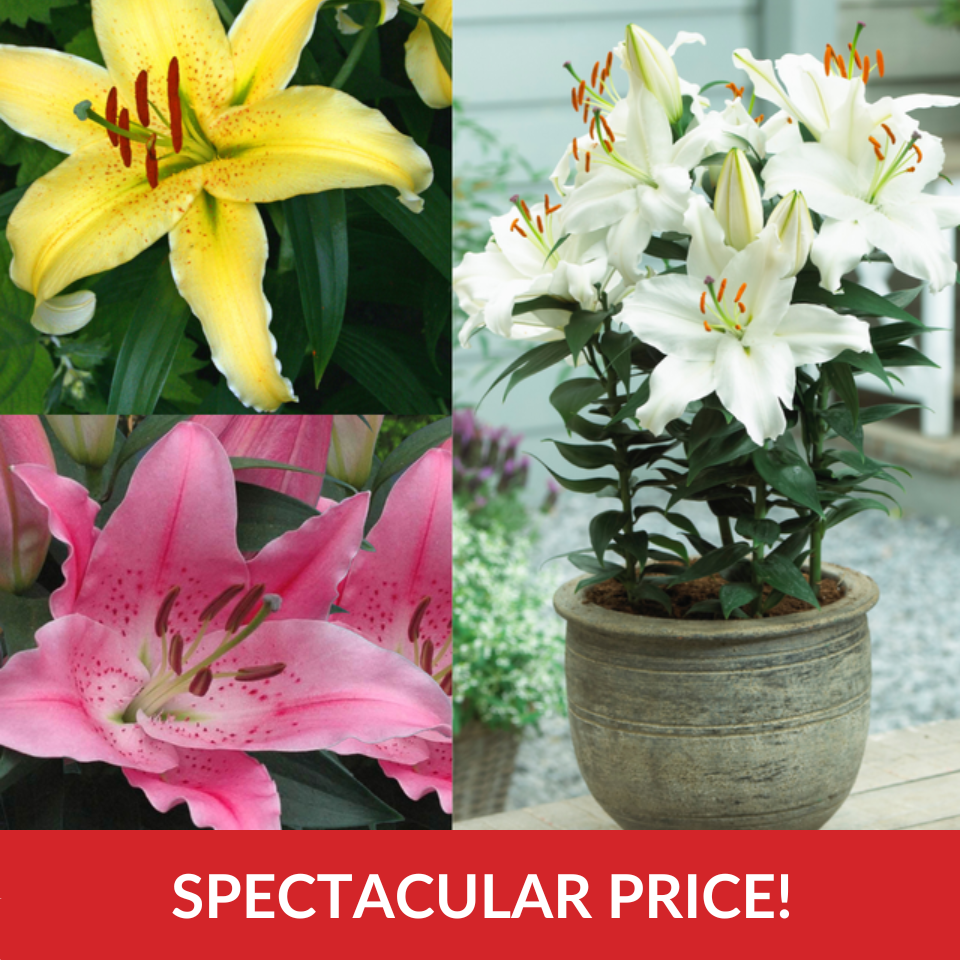 Dwarf Oriental Lily Collection  (14-16cm Bulbs)
