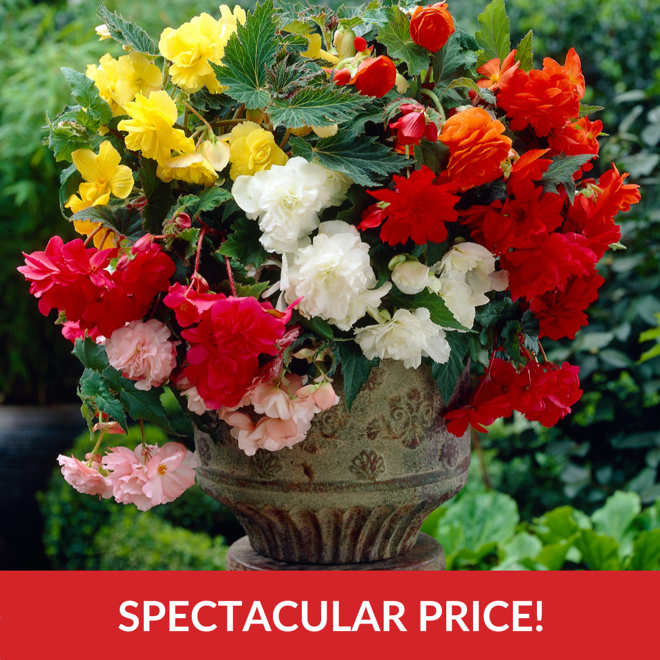 Begonia Cascading Mix  (3-4cm Tubers)
