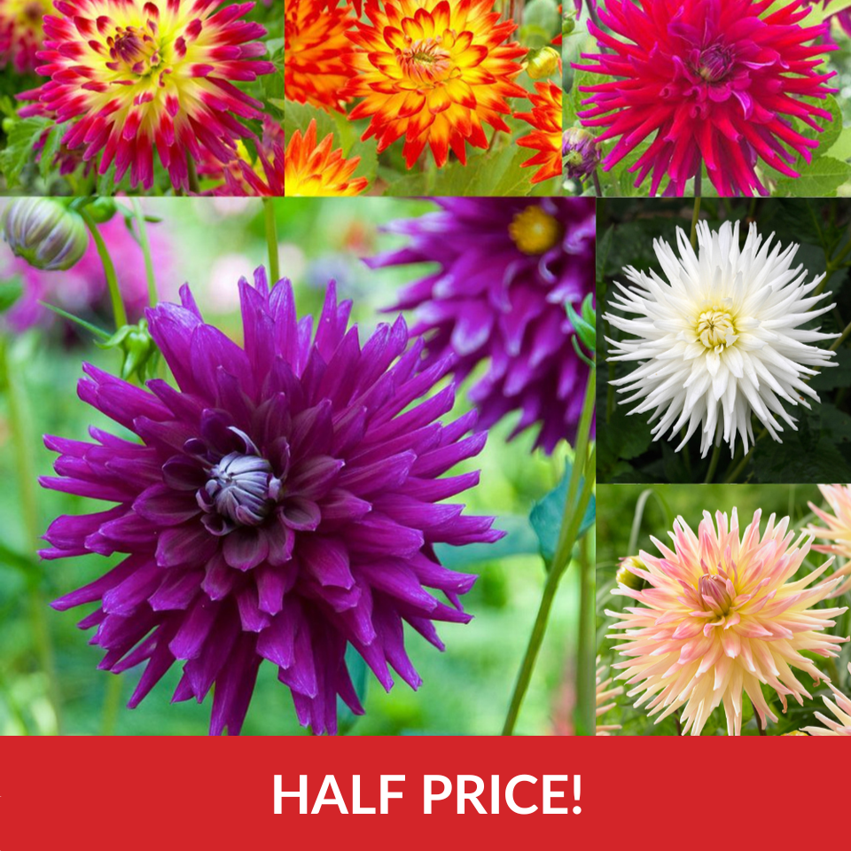 Dahlia Cactus Collection B  (Top-Grade Tubers)
