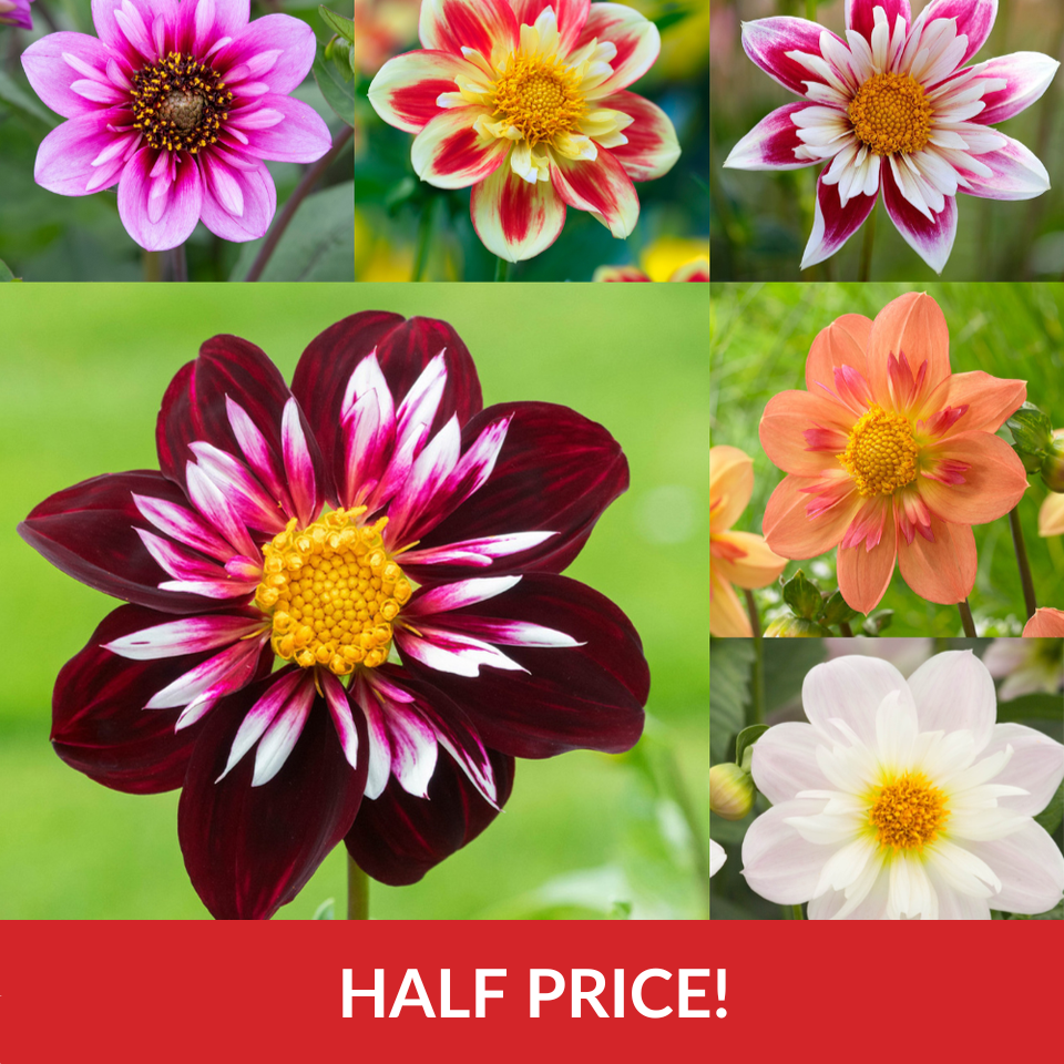 Dahlia Collarette Collection  (Top-Grade Tubers)