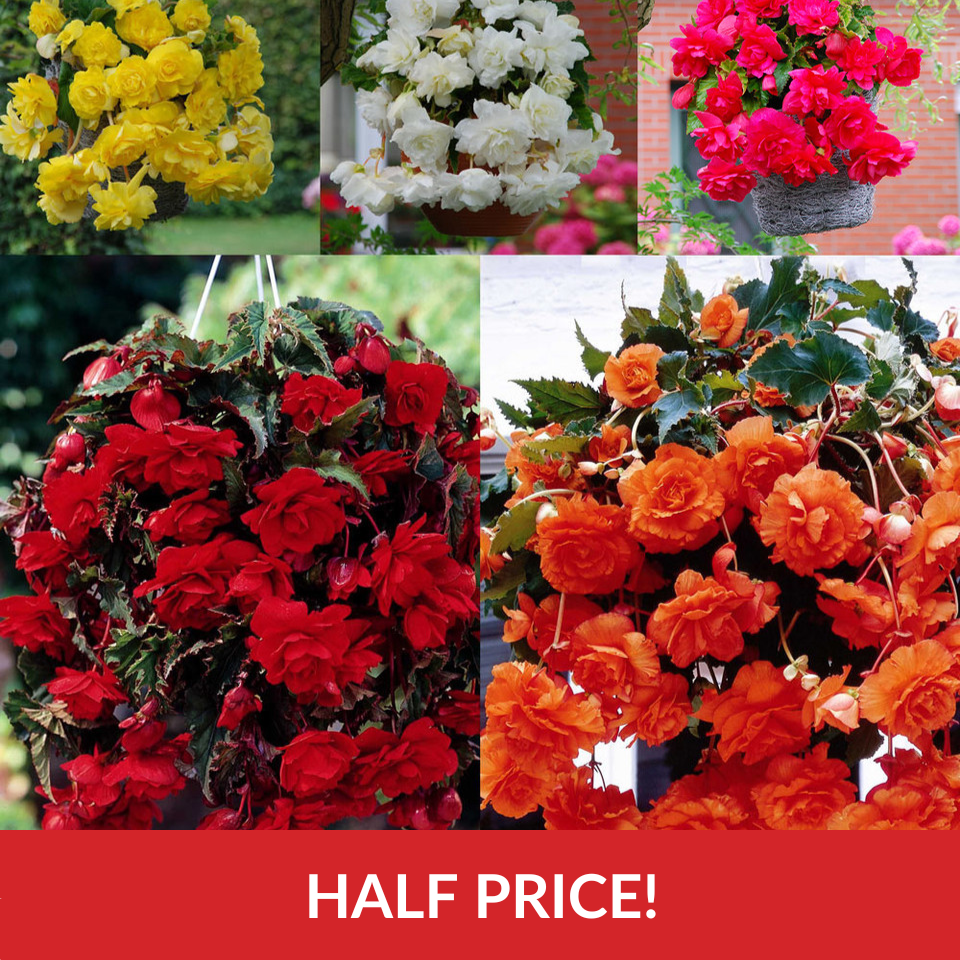 Begonia Giant Cascasding Exhibition Collection (5-6cm Tubers)