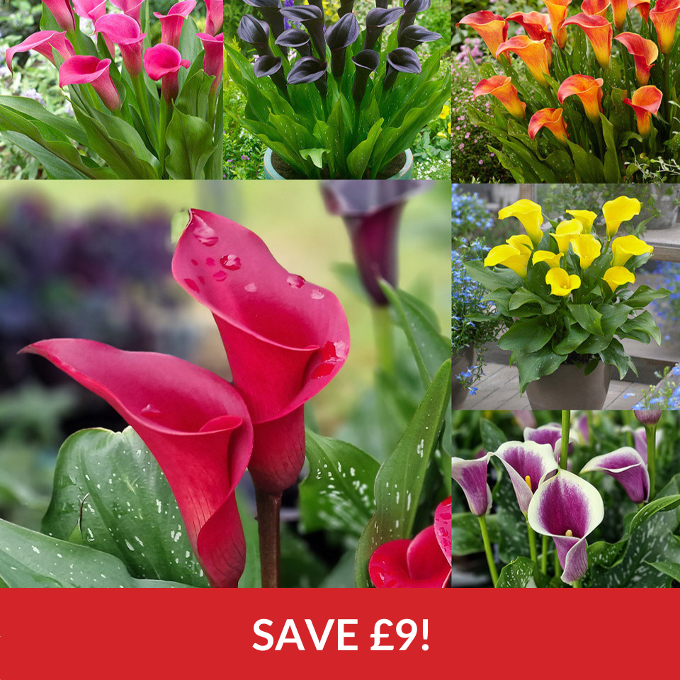 Zantedeschia Collection  (16cm+ Tubers)