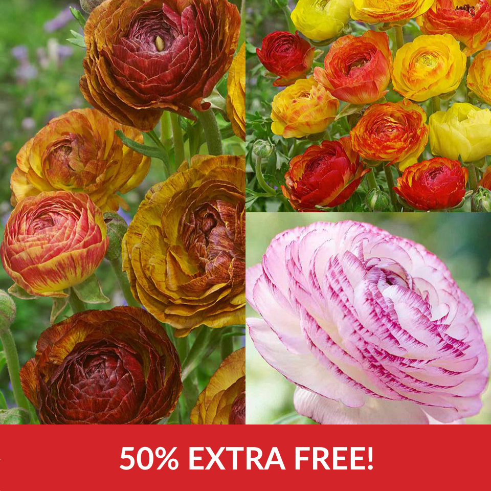 Ranunculus asiaticus Picotee Collection (6-7cm Corms)
