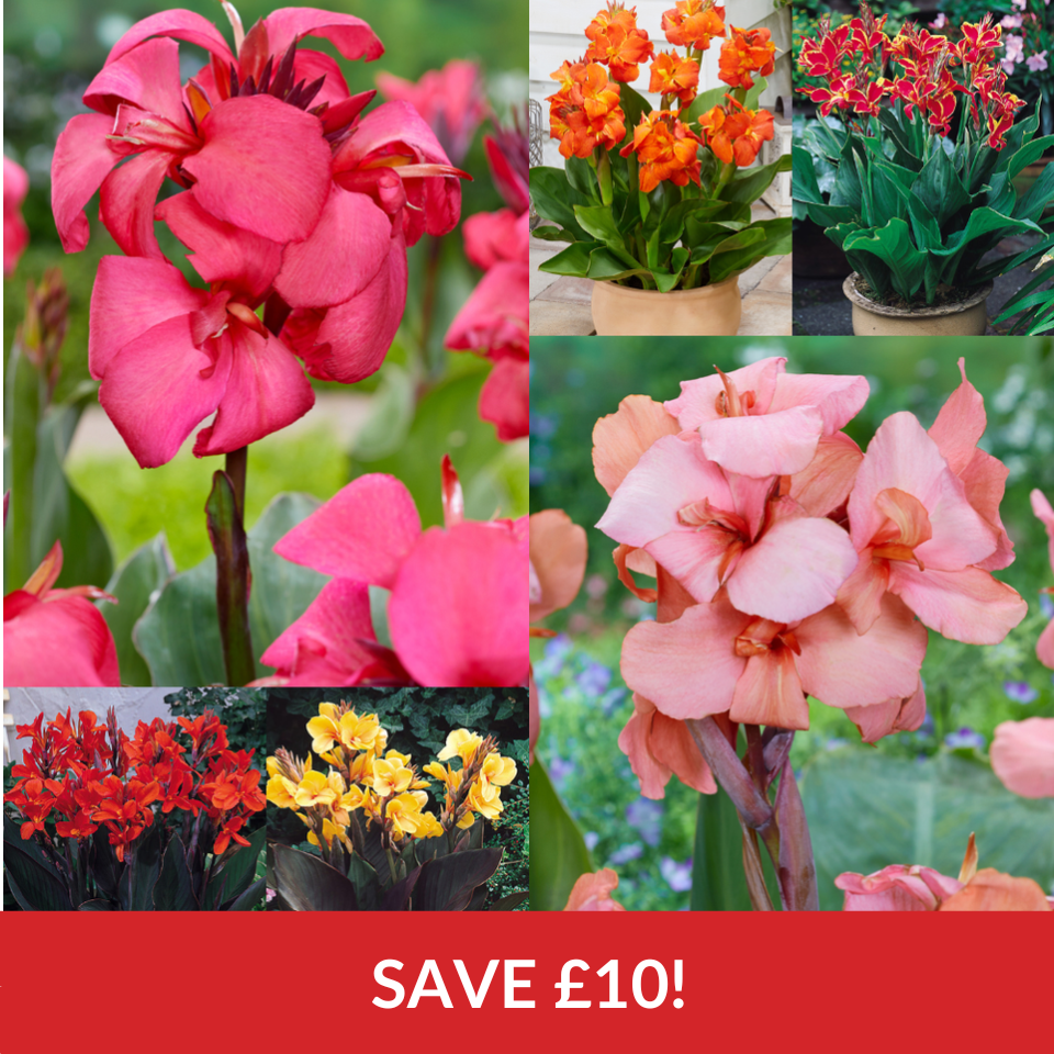 Dwarf Canna Collection  (Top-Quality Tubers)