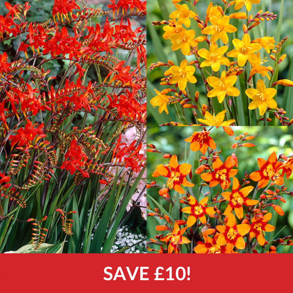 Crocosmia Large Flowering Collection (8-10cm Tubers)