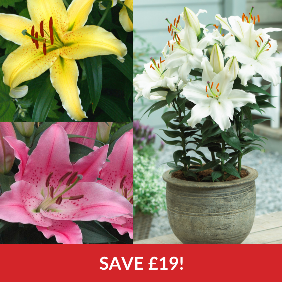 Dwarf Oriental Lily Collection  (14-16cm Bulbs)