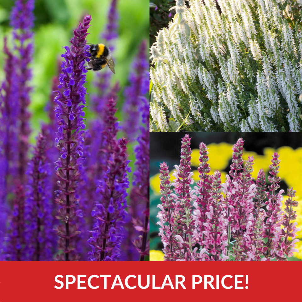 Salvia Nemorosa Collection  (9cm Pots)