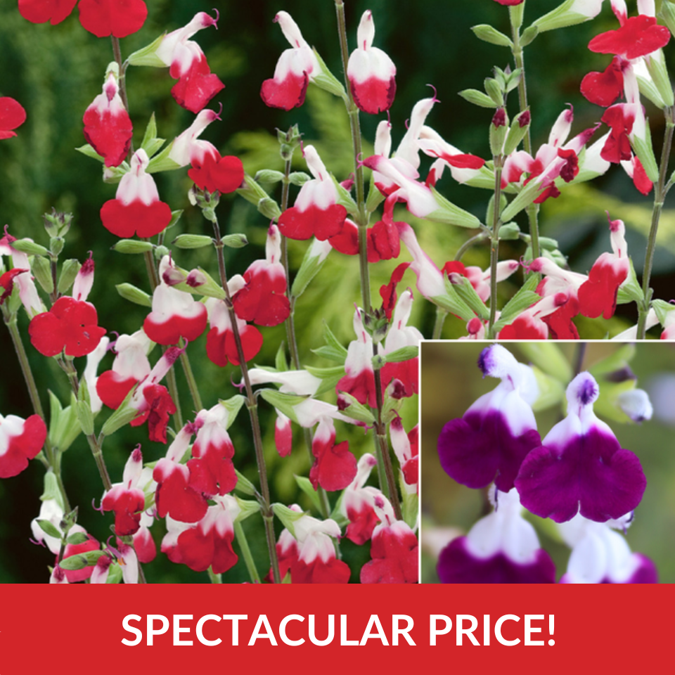 Salvia Lips Collection  (9cm Pots)