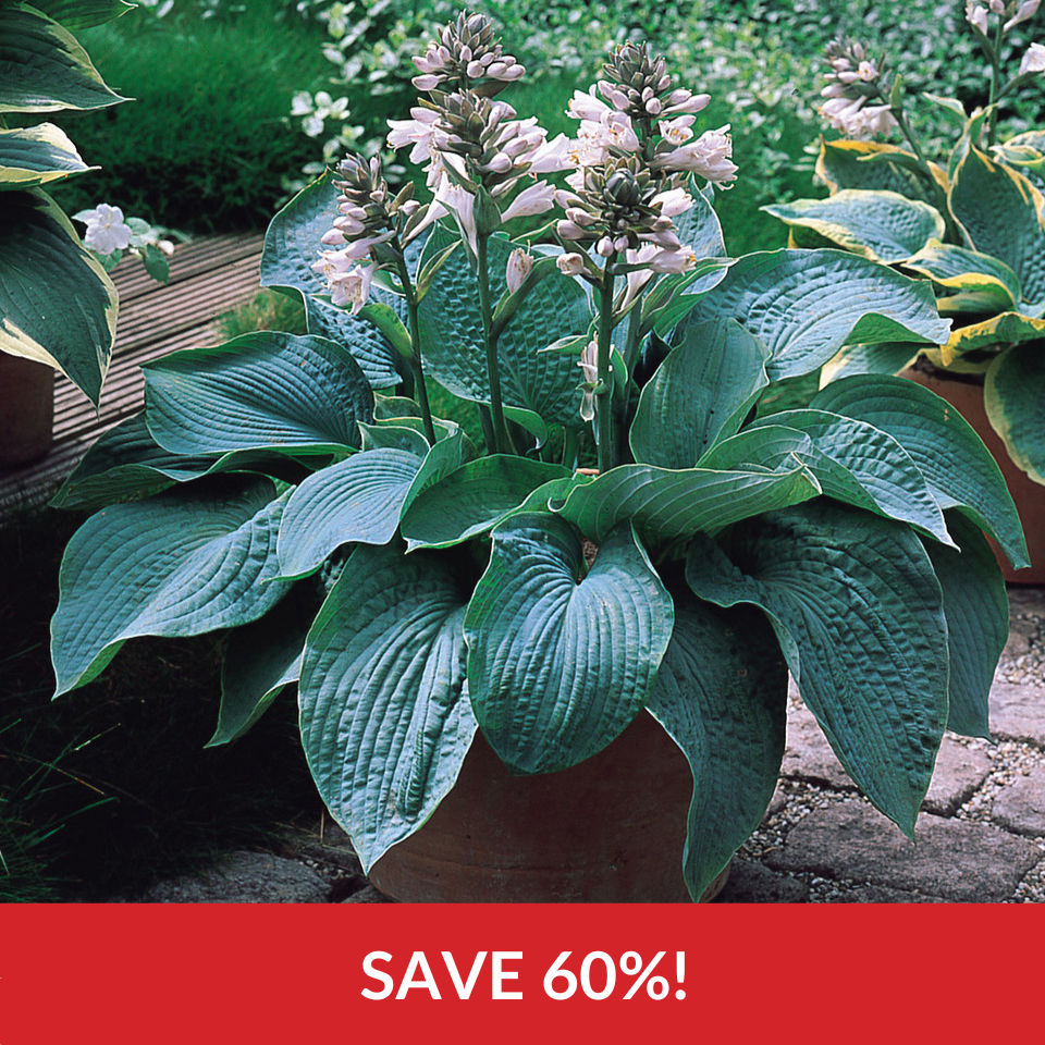 Hosta sieboldiana elegans  (Loose-Rooted Plants)