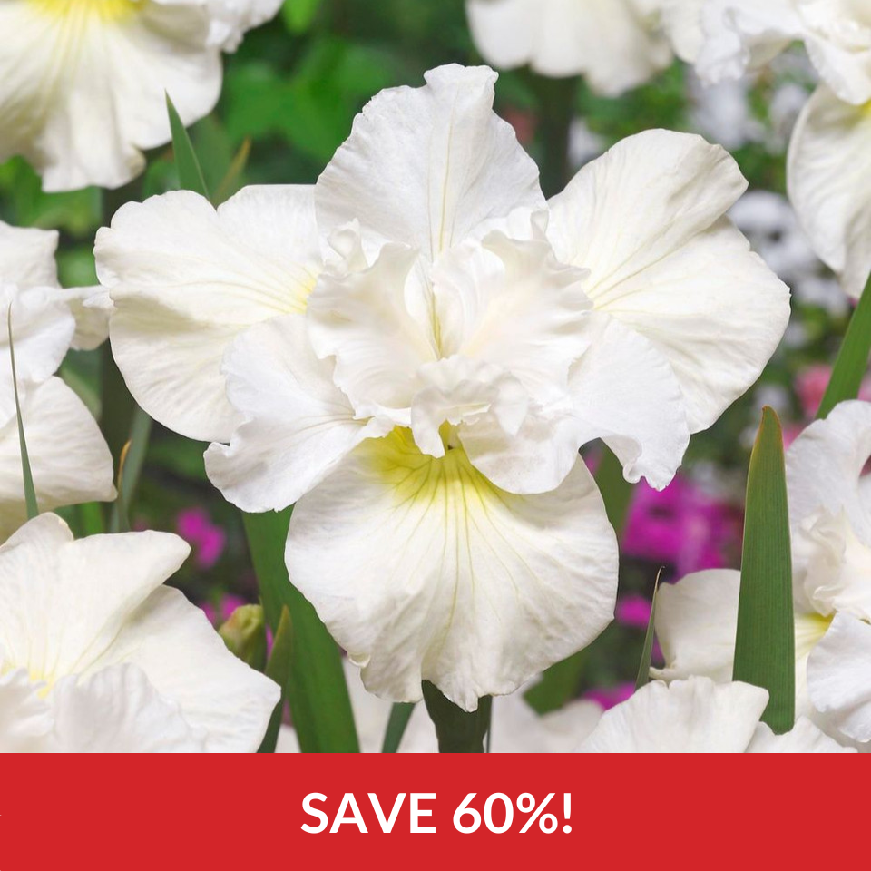 Iris sibirica 'Swans In Flight'  (Loose-Rooted Plants)