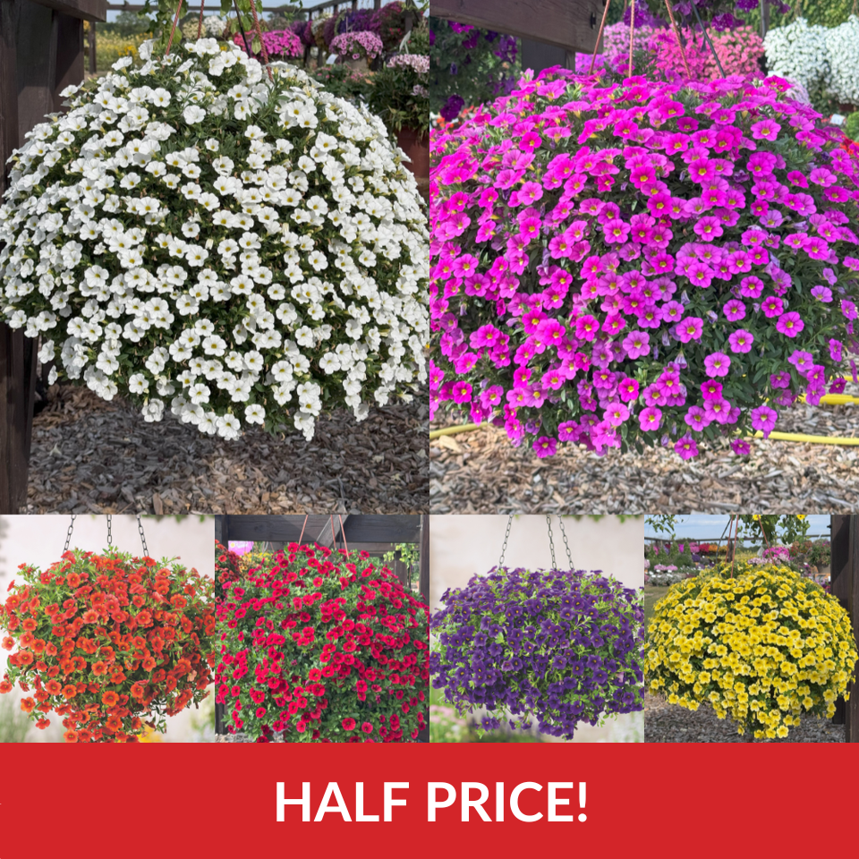 Calibrachoa Super Calita Collection  (3cm Jumbo Plugs)