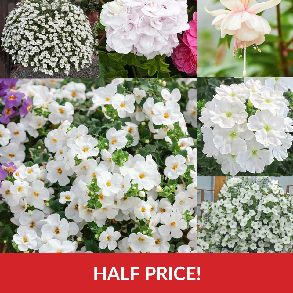 White Basket Collection  (3cm Jumbo Plugs)