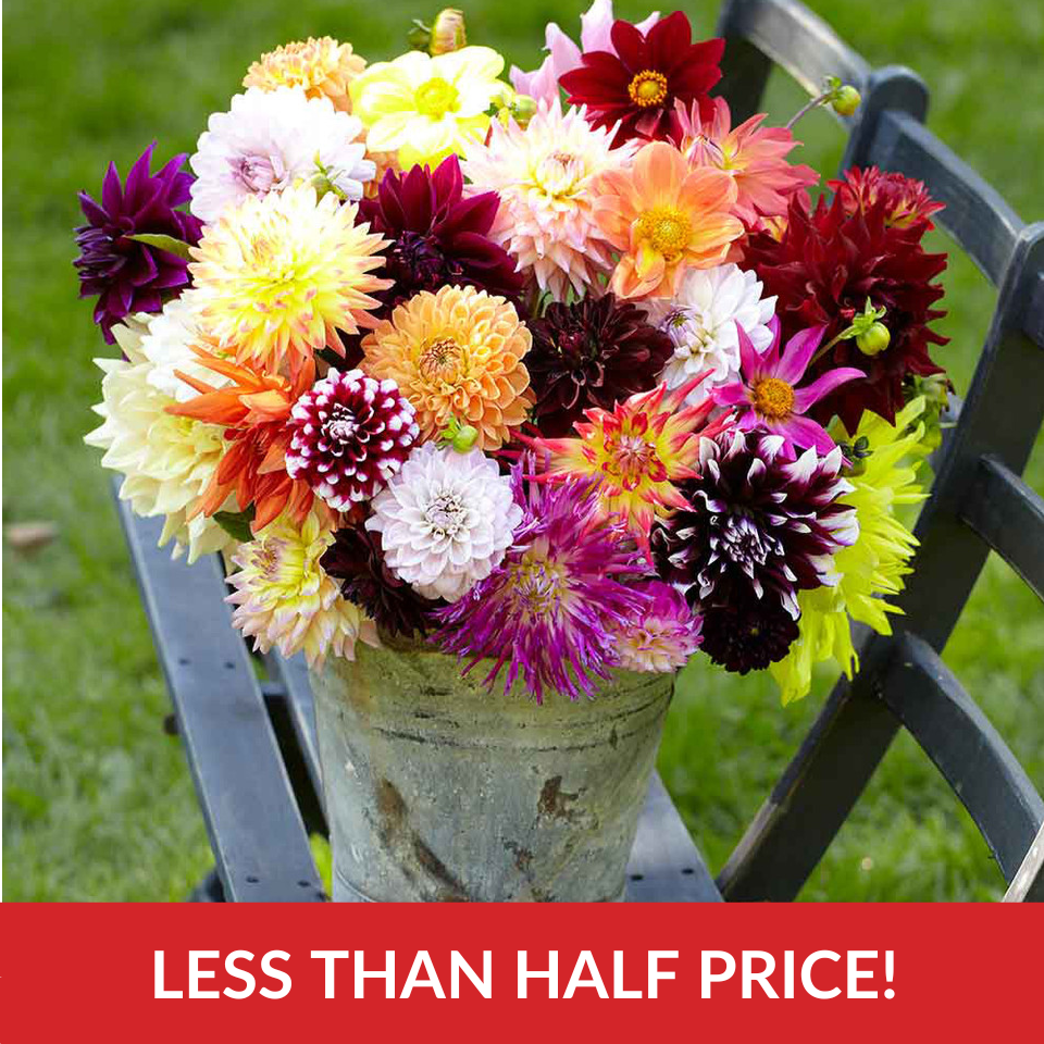 Dahlia Super All Types Mix  (Top-Grade Tubers)