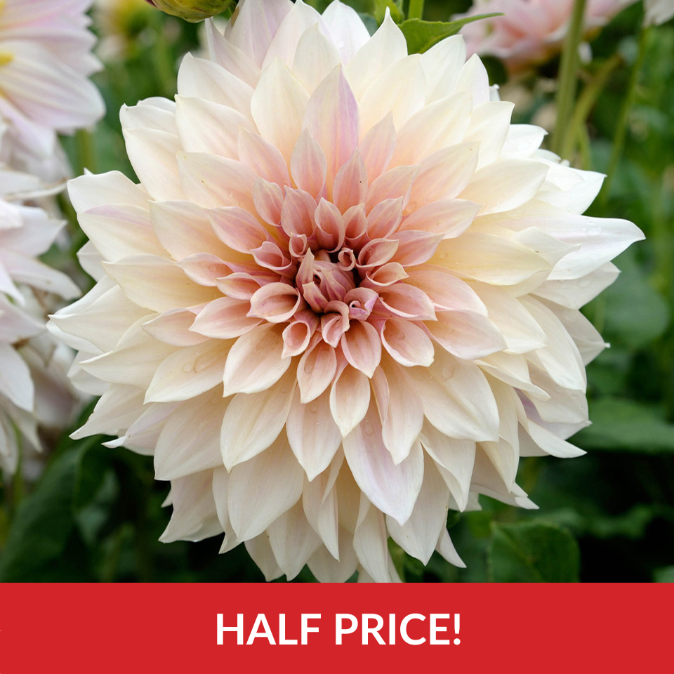 Dahlia 'Cafe Au Lait'  (Top-Grade Tubers)