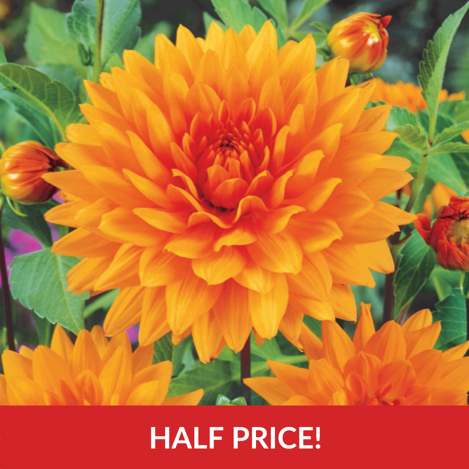 Dahlia 'Nordwijks Glory'  (Top-Grade Tubers)