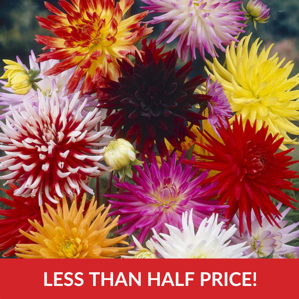 Dahlia Cactus Mixed  (Top-Grade Tubers)