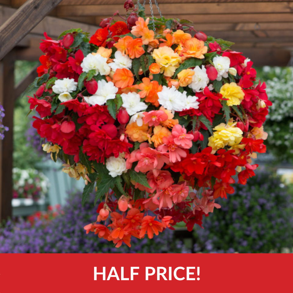 Begonia Illumination Mixed  (3cm Jumbo Plugs)