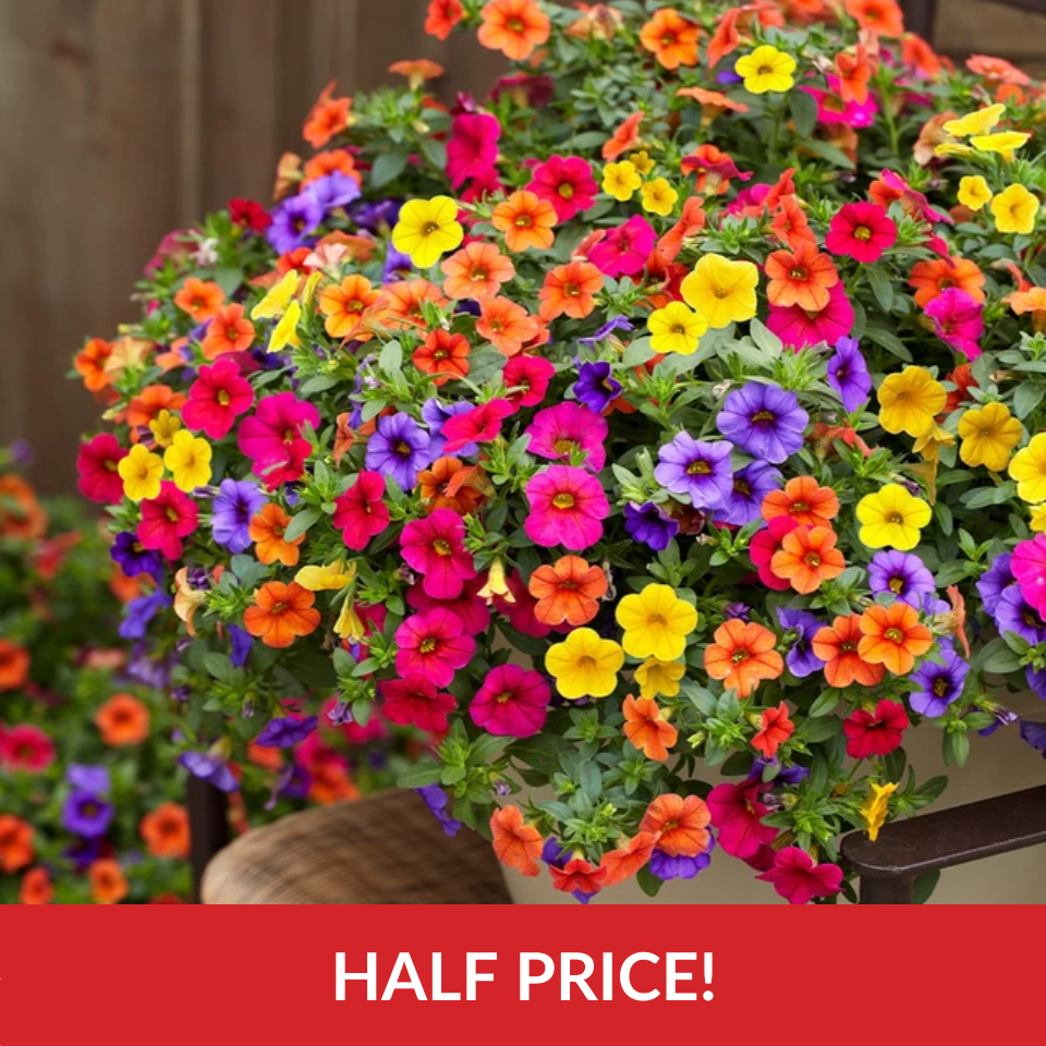  Calibrachoa Million Bells Super Mix  (3cm Jumbo Plugs)