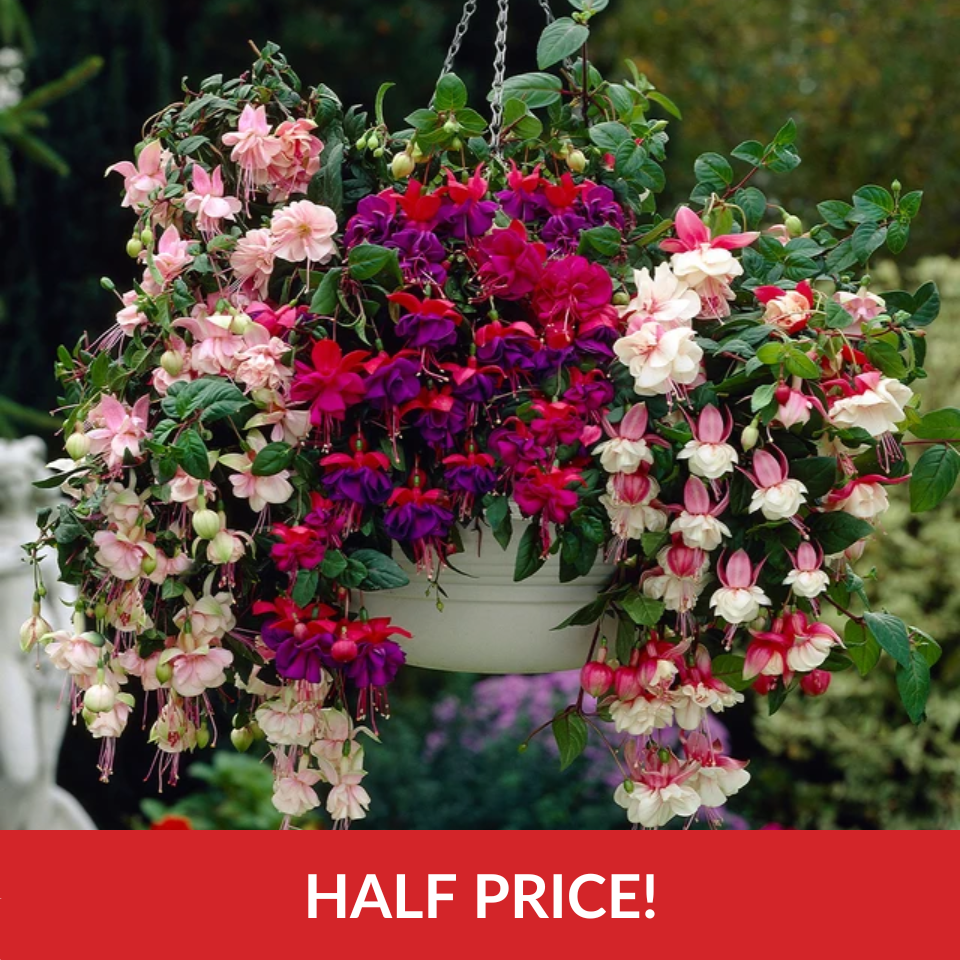 Fuchsia Trailing Mixed  (3cm Jumbo Plugs)
