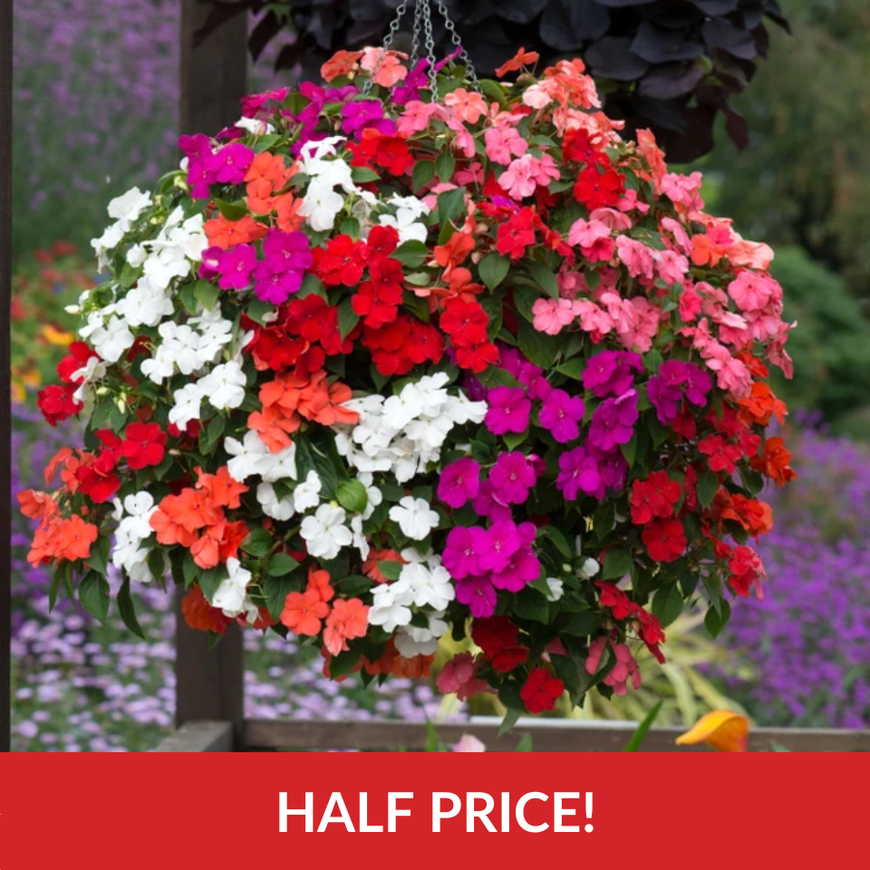 Impatiens 'Buzy Lizzie' Beacon Mix F1 (Garden-Ready Plugs)