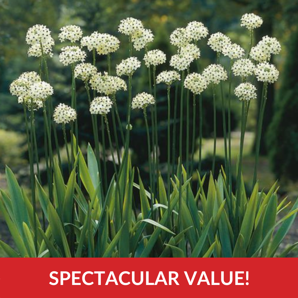Ornithogalum saundersiae  (16-18cm Bulbs)