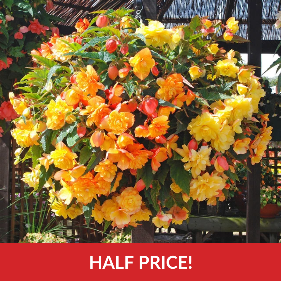 Begonia Illumination 'Apricot Shades Enhanced' F1 (Garden Ready Plugs