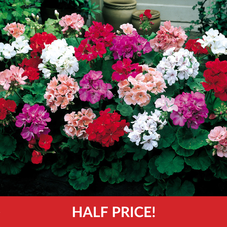 Geranium Century F1 Fine Mixture  (Garden Ready Plugs)