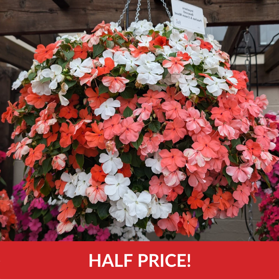 Impatiens Beacon Peaches and Cream (Garden Ready Plugs)