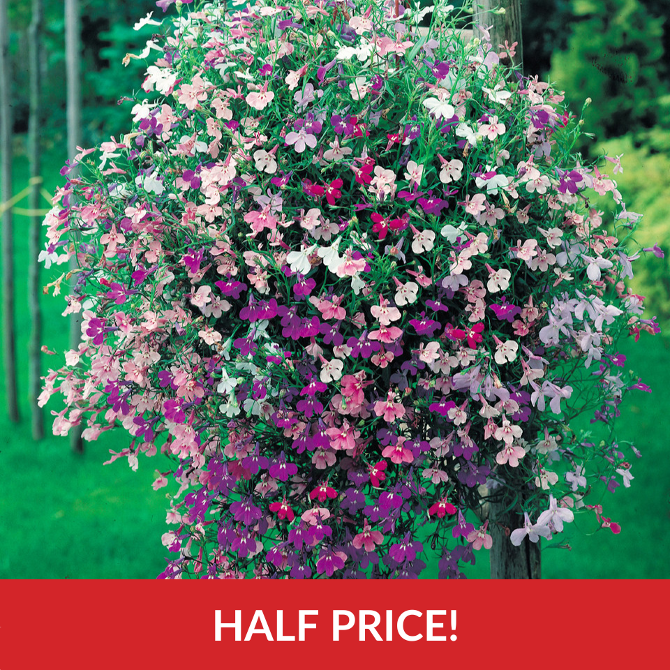 Lobelia Cascade Mix  (Garden Ready Plugs)