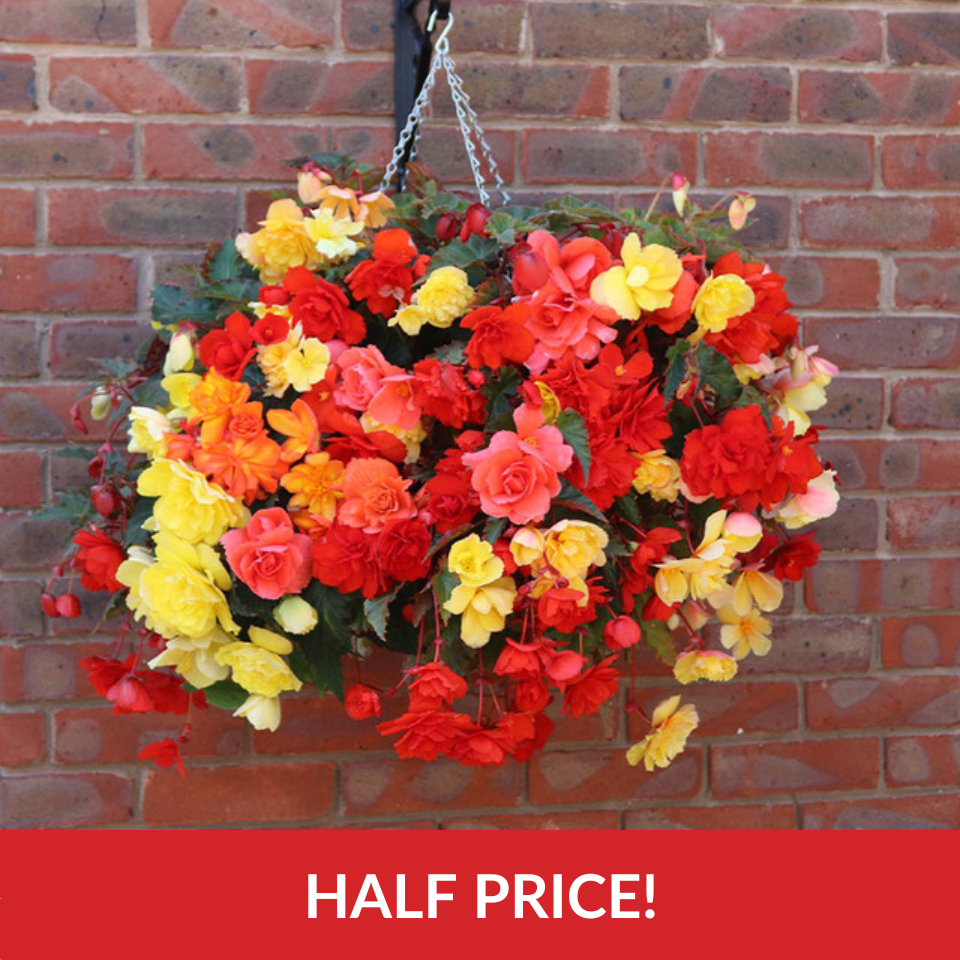 Begonia Illuminations Mix  (14inch Rattan Basket)