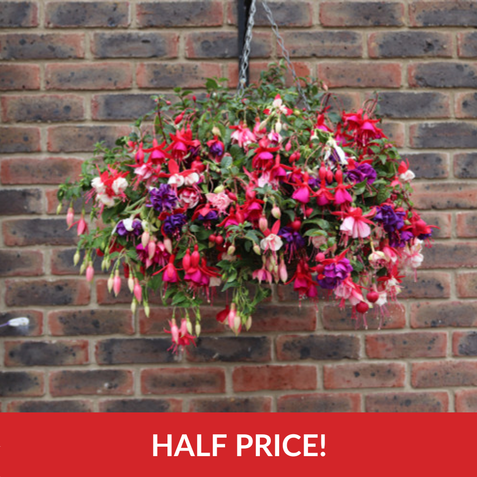 Fuchsia Trailing Mixed  (14inch Rattan Basket)