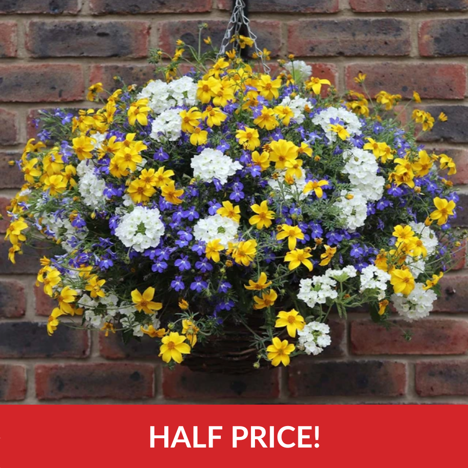 Sherbert Lemon Mixed  (14inch Rattan Basket)