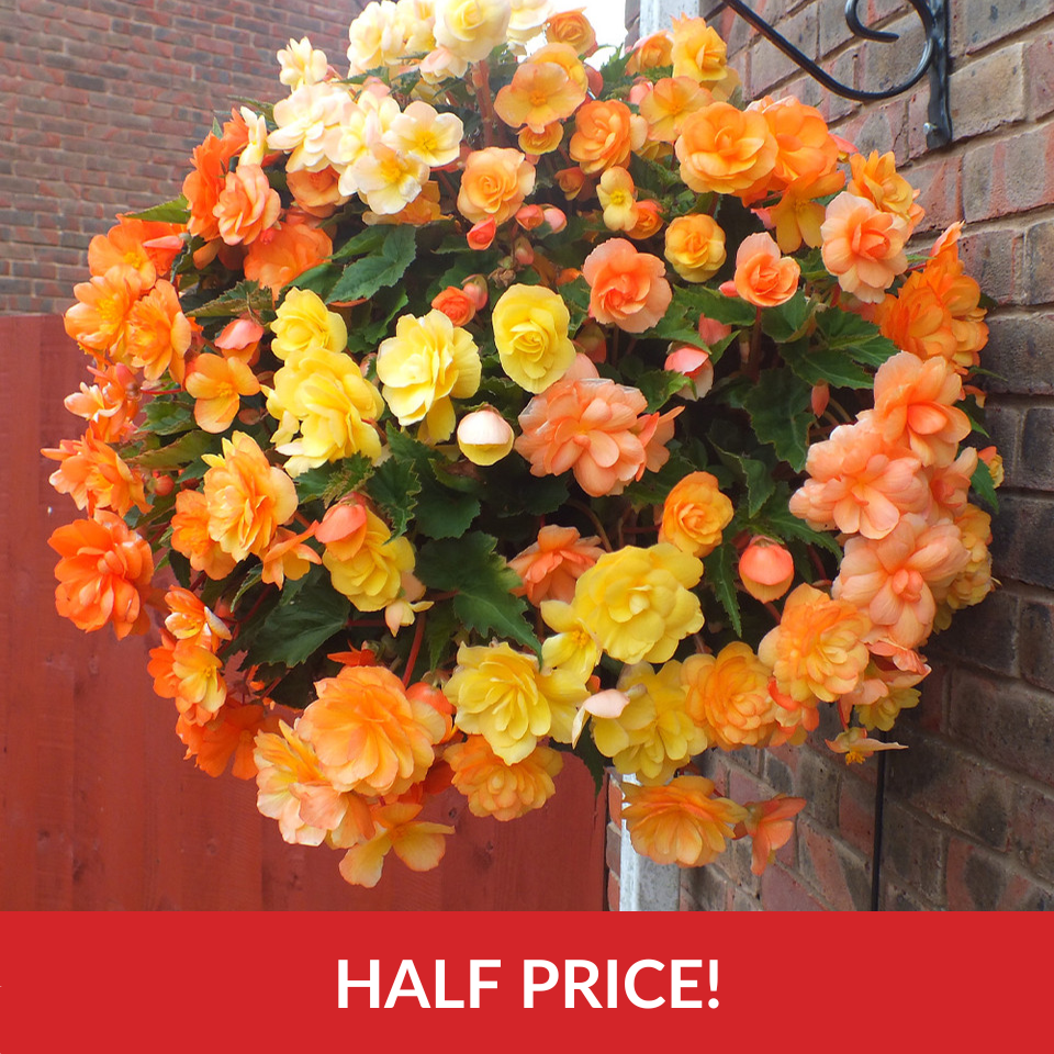 Begonia Apricot Shades  (14inch Rattan Basket)